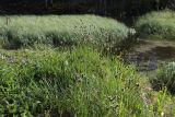 View full-size image Sesleria caerulea