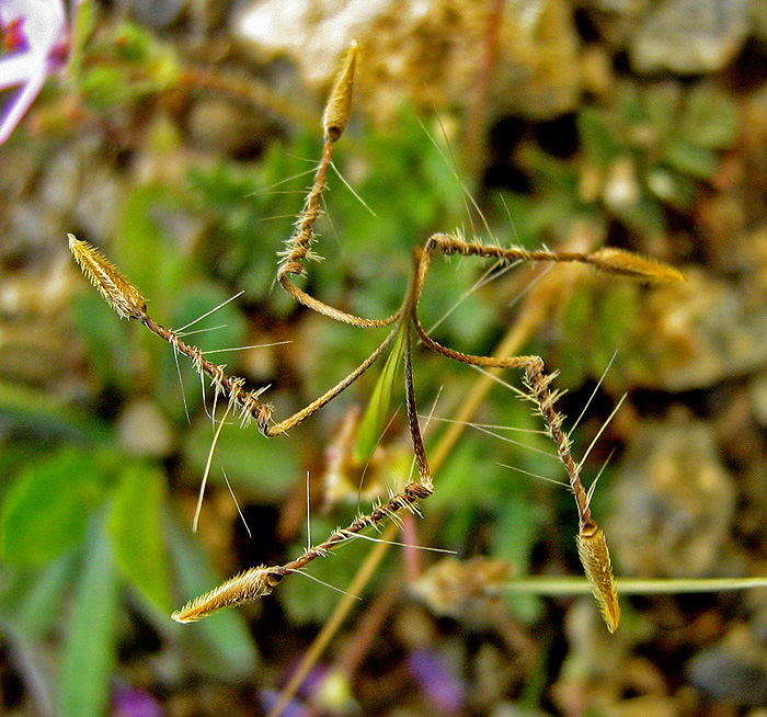 Image of Erodium cicutarium specimen.