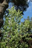 View full-size image Amelanchier spicata