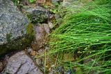 View full-size image Carex remota