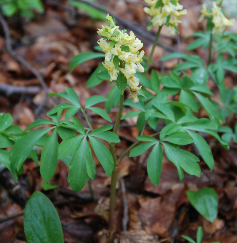 Image of Corydalis marschalliana specimen.