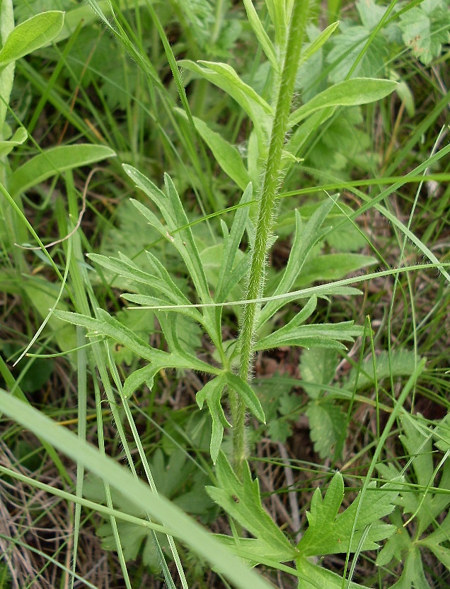 Image of Ranunculus polyanthemos specimen.