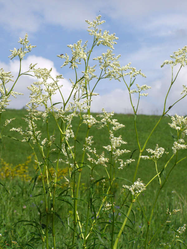 Изображение особи Aconogonon alpinum.