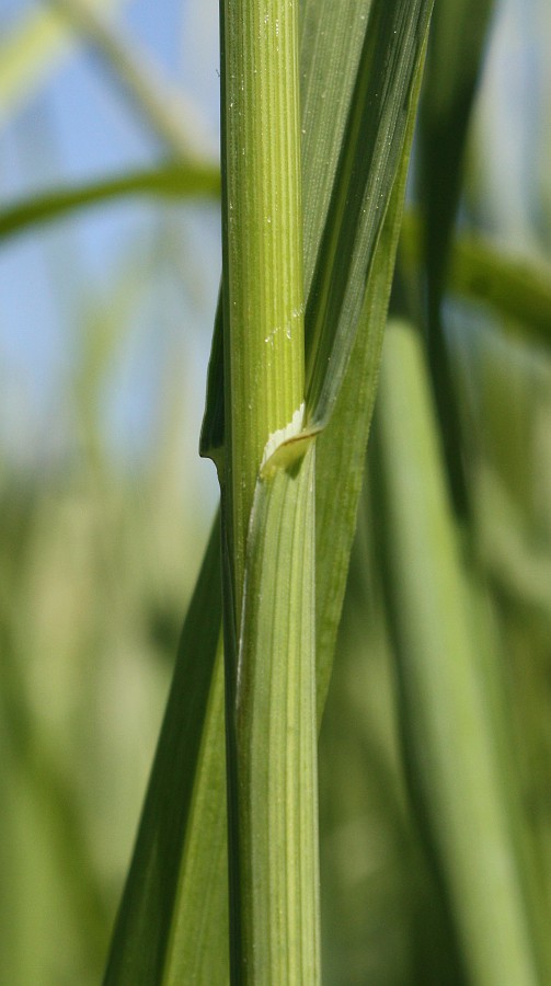 Image of Bromopsis inermis specimen.