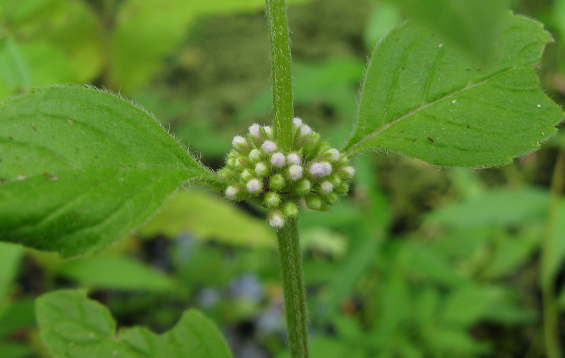 Image of Mentha arvensis specimen.