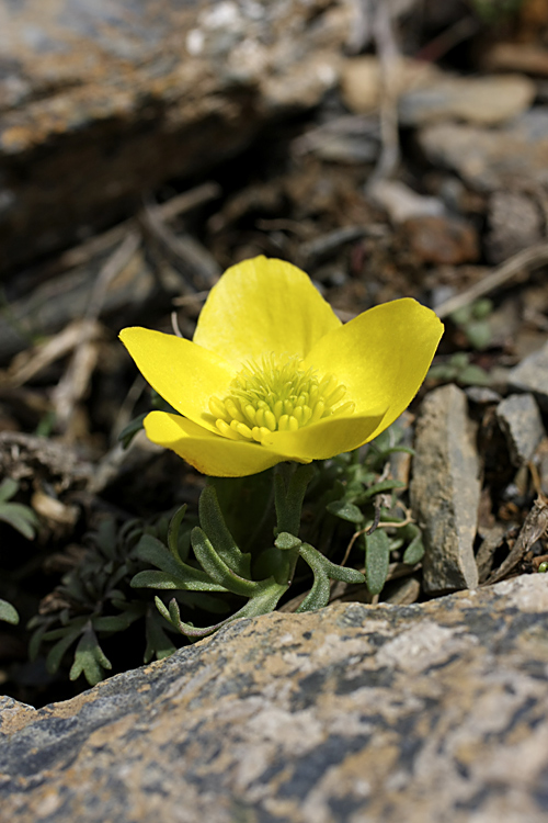 Image of Anemone petiolulosa specimen.