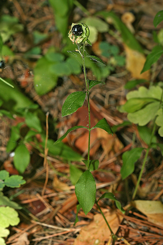 Image of Cucubalus baccifer specimen.