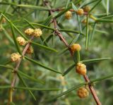 Juniperus oxycedrus