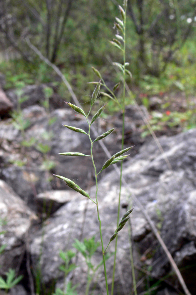 Image of Festuca rubra specimen.