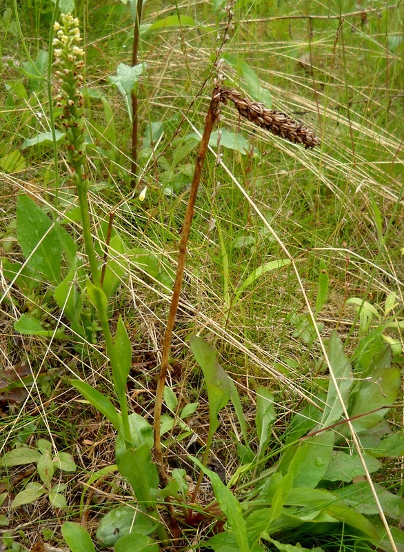 Image of Pseudorchis albida specimen.