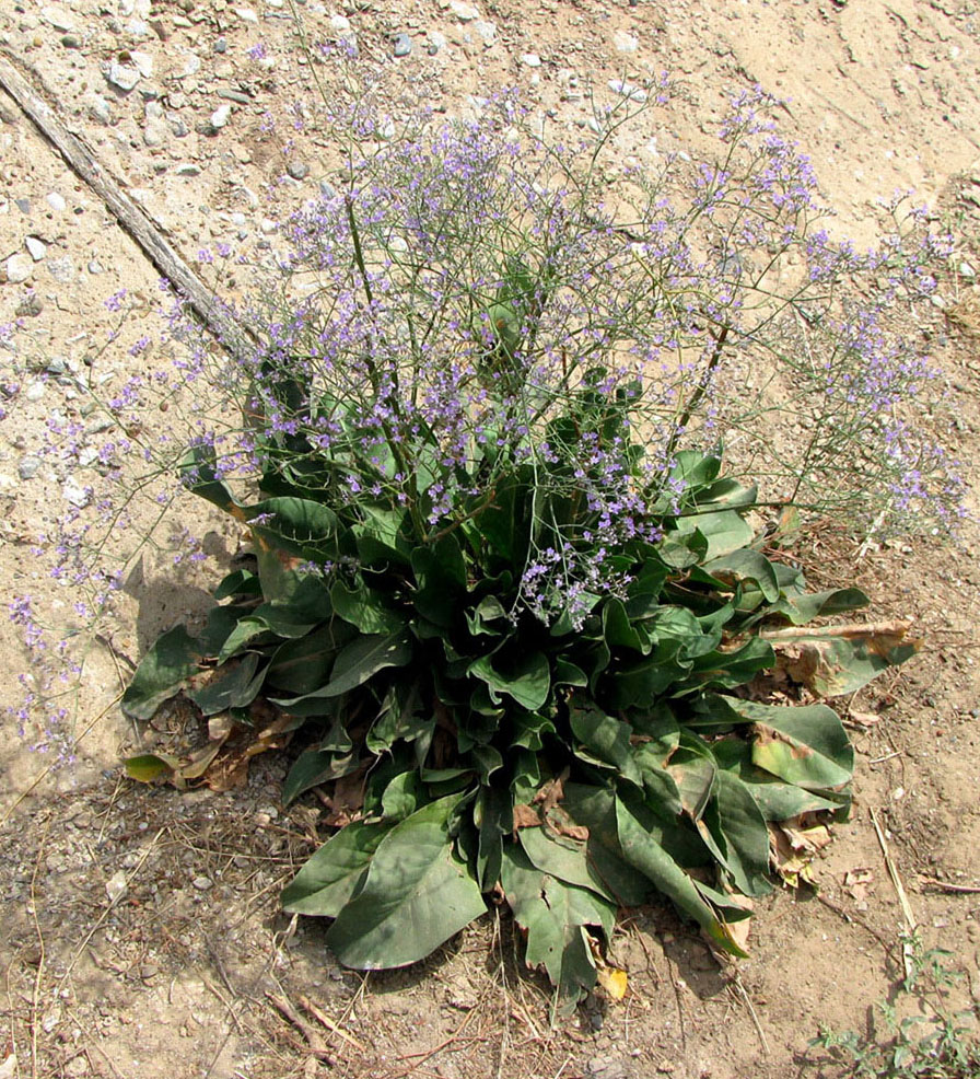 Image of Limonium scoparium specimen.