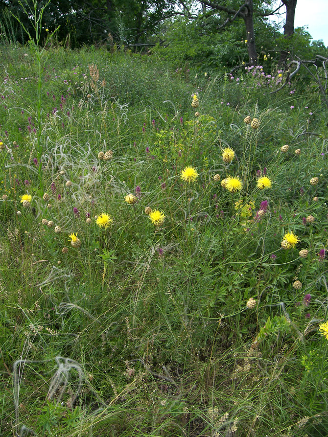 Image of Centaurea orientalis specimen.