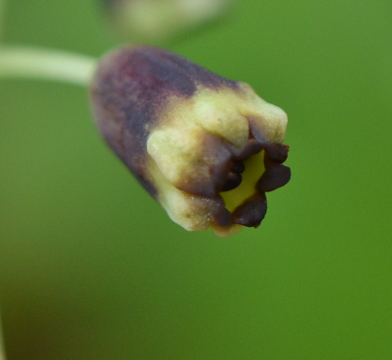 Image of Leopoldia bicolor specimen.