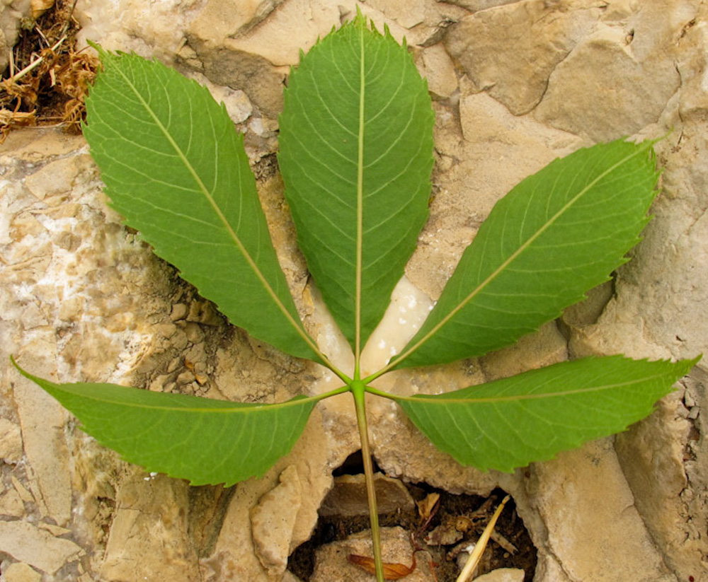 Изображение особи Ceiba speciosa.