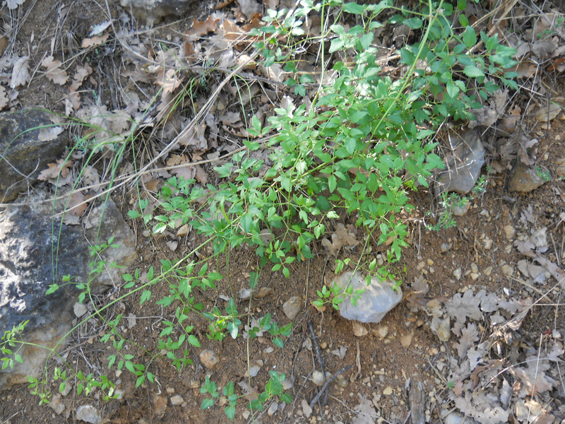 Image of Clematis flammula specimen.