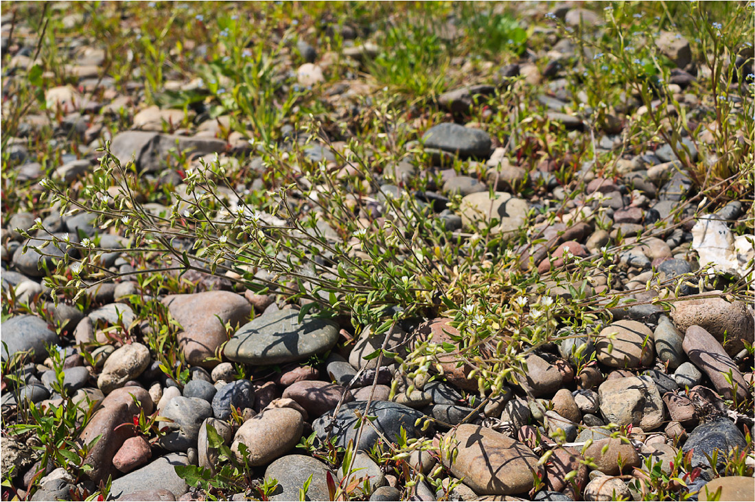 Image of Cerastium holosteoides specimen.