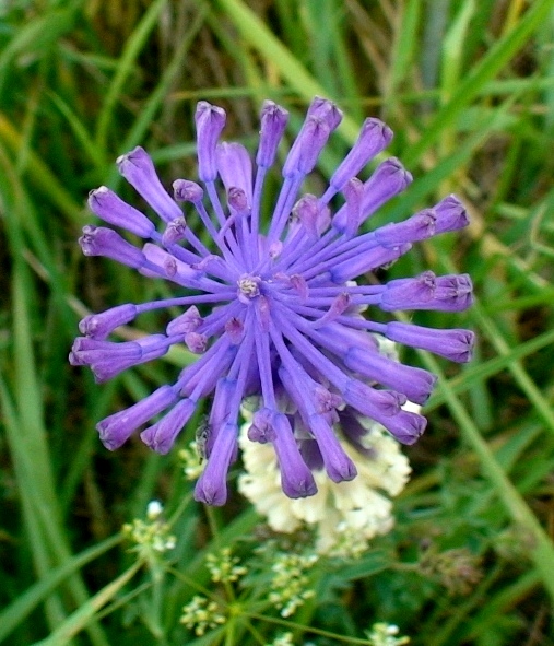 Изображение особи Leopoldia tenuiflora.