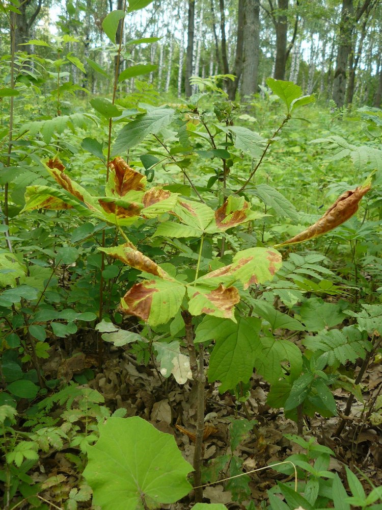 Image of Aesculus hippocastanum specimen.