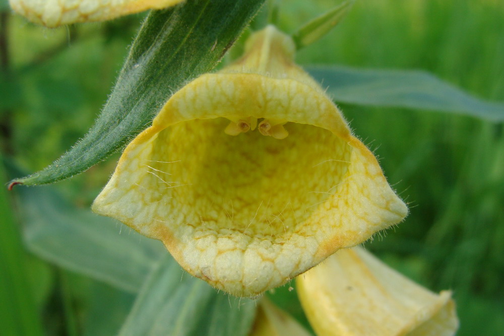 Image of Digitalis grandiflora specimen.