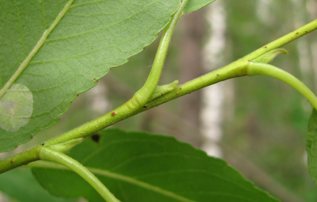 Image of Salix &times; tetrapla specimen.