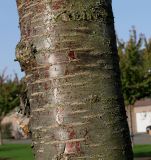 Prunus serrulata. Часть ствола молодого дерева ('Kanzan'). Германия, г. Кемпен, у детской площадки. 19.10.2012.