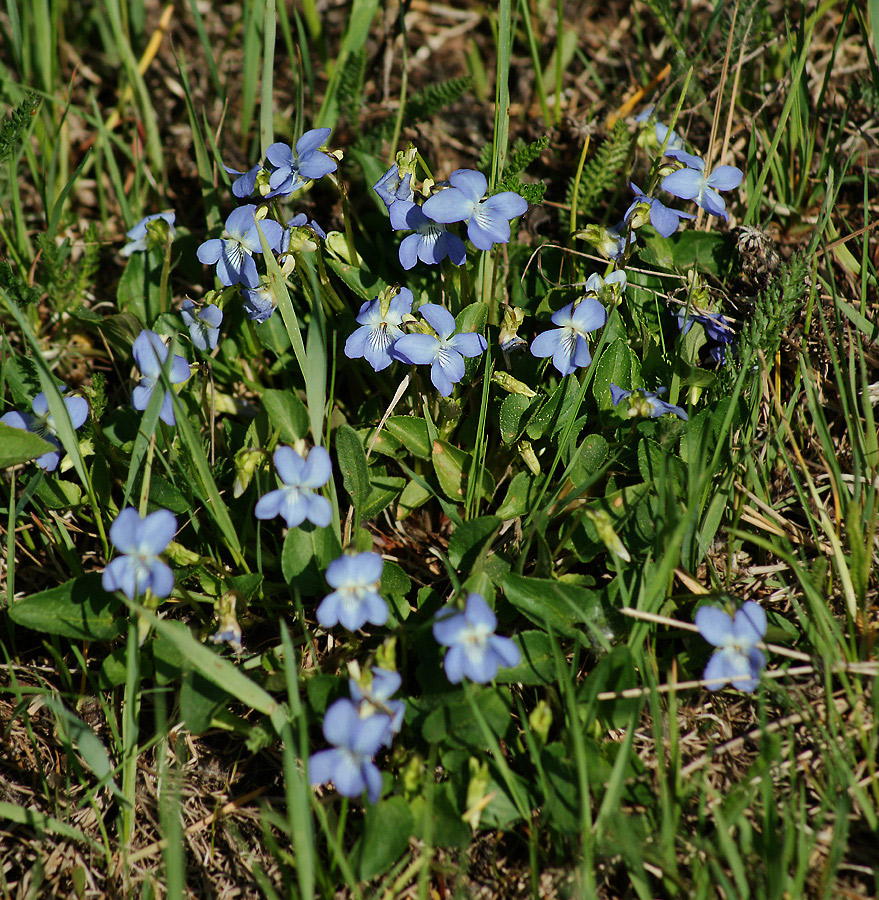 Image of genus Viola specimen.