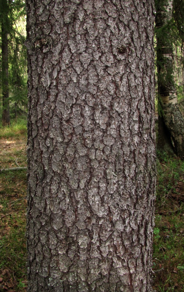 Image of Picea obovata specimen.