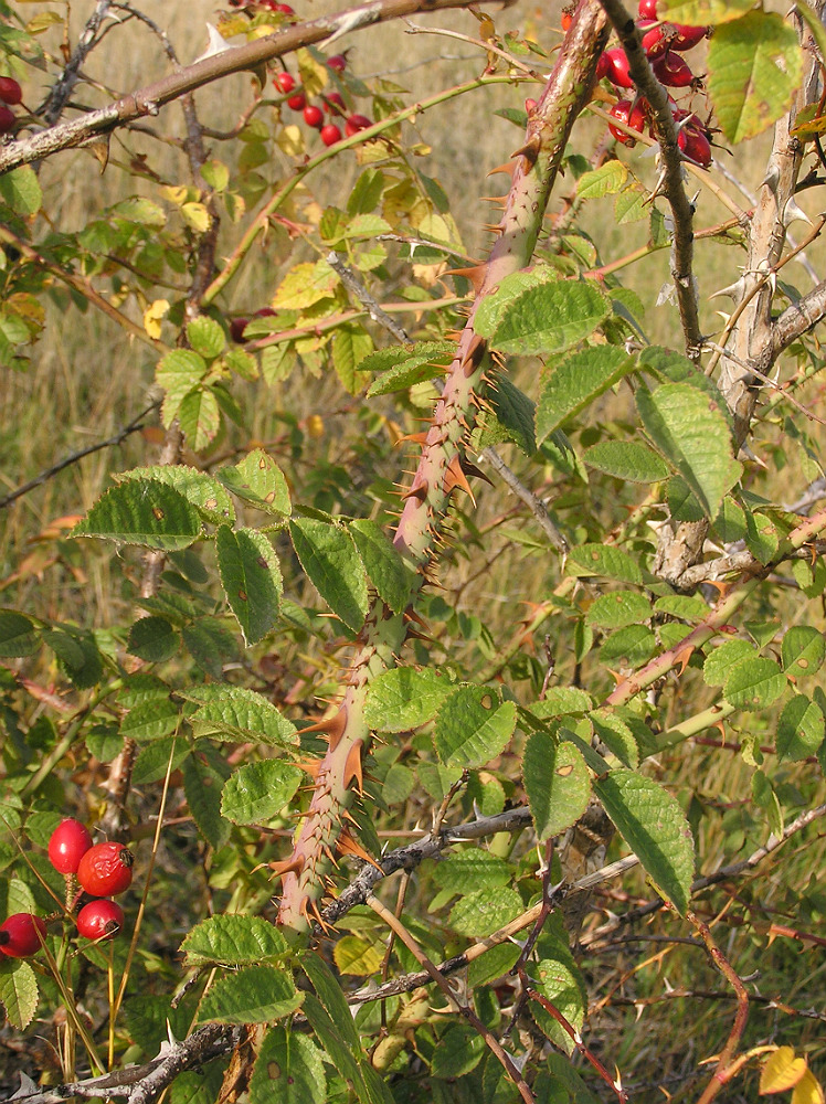 Image of Rosa rubiginosa specimen.