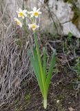Narcissus tazetta. Цветущее растение. Israel, Mount Carmel. 24.11.2011.
