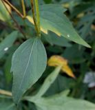 Rudbeckia laciniata