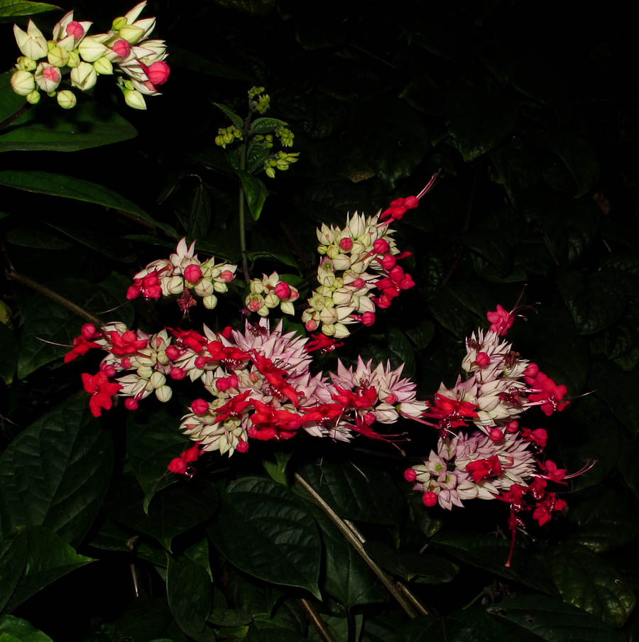 Image of Clerodendrum thomsoniae specimen.