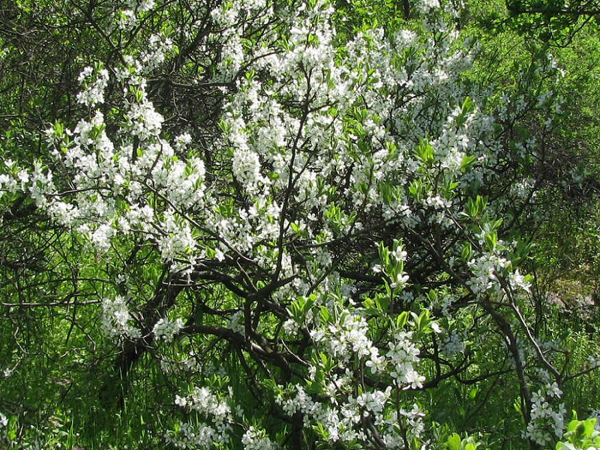 Изображение особи Prunus spinosa.