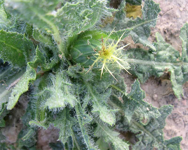 Image of Centaurea benedicta specimen.