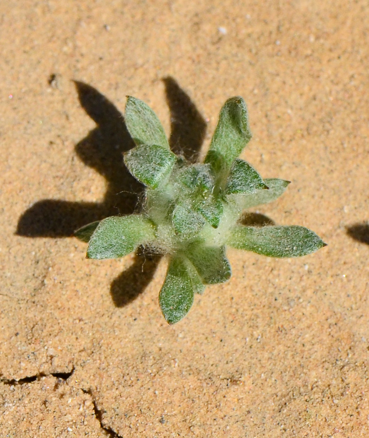 Image of Filago desertorum specimen.