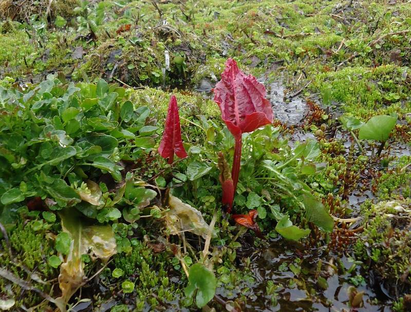 Image of genus Rumex specimen.