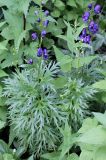 genus Aconitum. Цветущее растение. Германия, г. Krefeld, Ботанический сад. 08.06.2013.