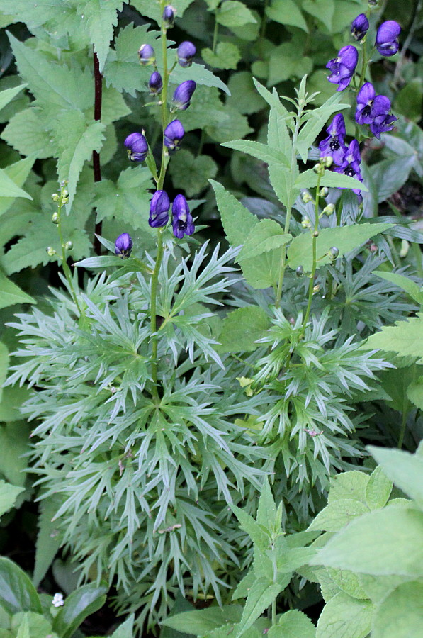 Image of genus Aconitum specimen.