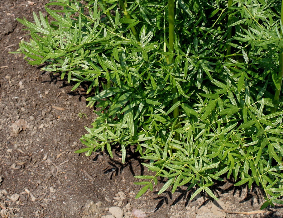 Image of Thalictrum lucidum specimen.