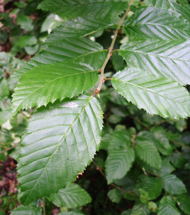 Image of Carpinus betulus specimen.