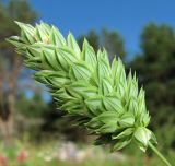 Phalaris canariensis. Соцветие. Архангельская обл., Холмогорский р-н, окр. пос. Усть-Пинега, свалка. 28.08.2013.