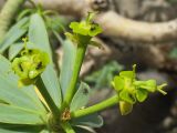 Euphorbia lamarckii