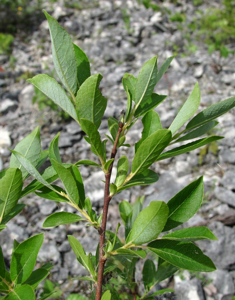 Image of Salix myrsinifolia specimen.