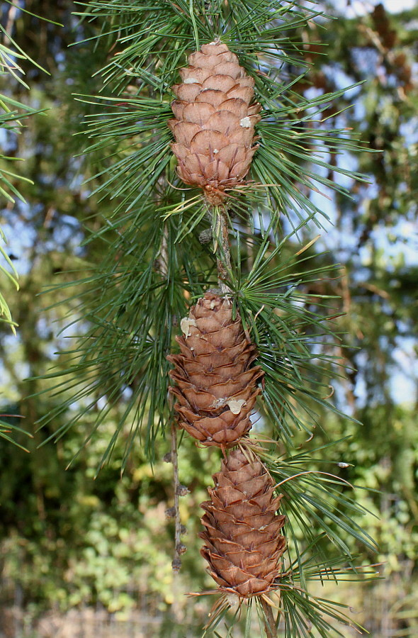 Изображение особи Larix decidua.