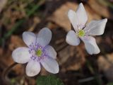 Hepatica nobilis. Цветки (бледная форма). Московская обл., г. Дубна, лесопарк. 31.03.2007.