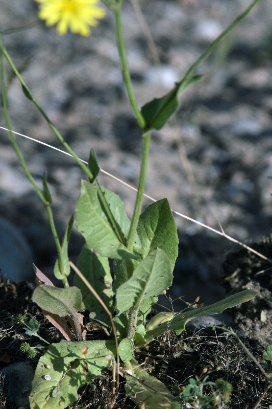 Image of Crepis pulchra ssp. turkestanica specimen.