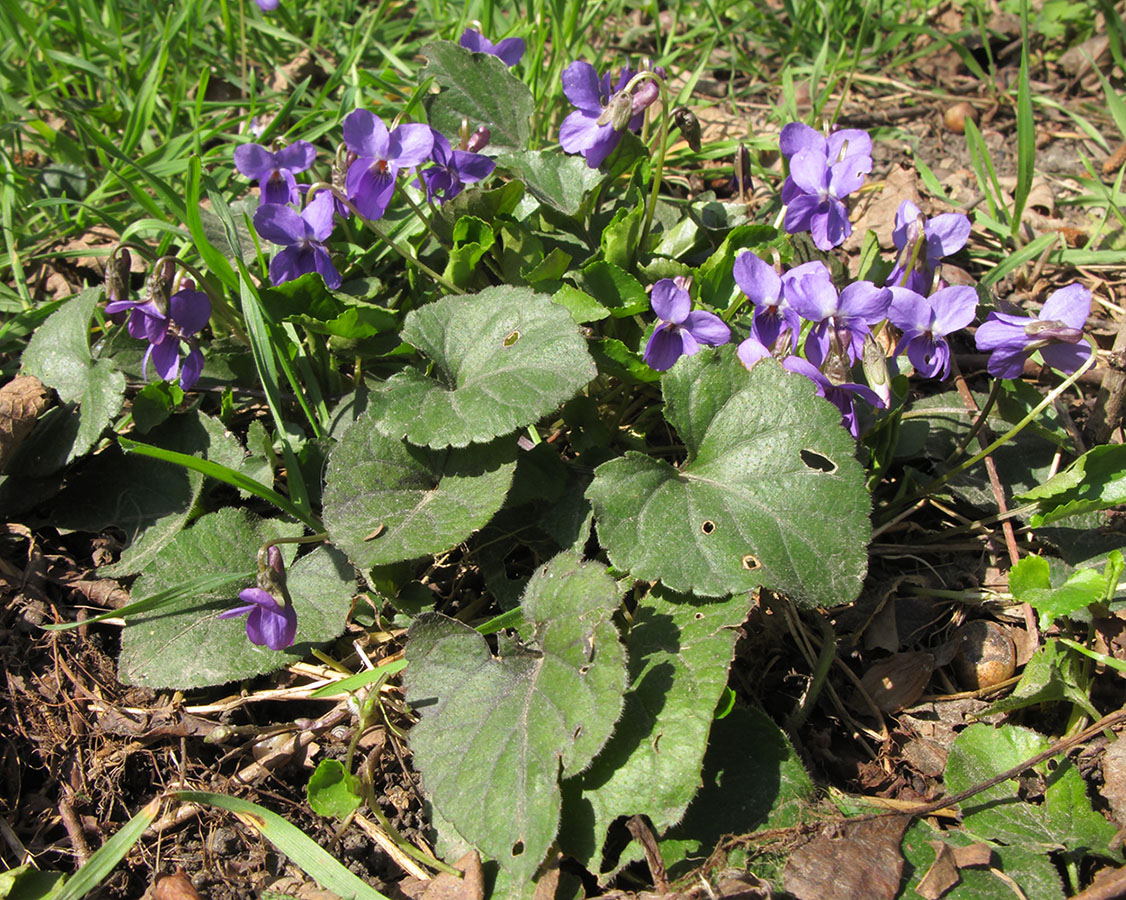 Изображение особи Viola dehnhardtii.