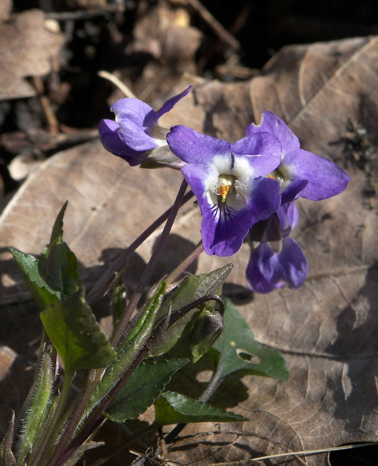 Изображение особи Viola dehnhardtii.