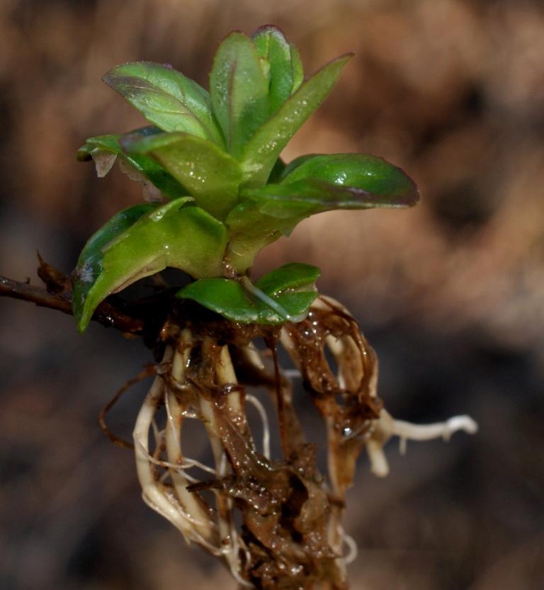 Изображение особи Veronica anagallis-aquatica.