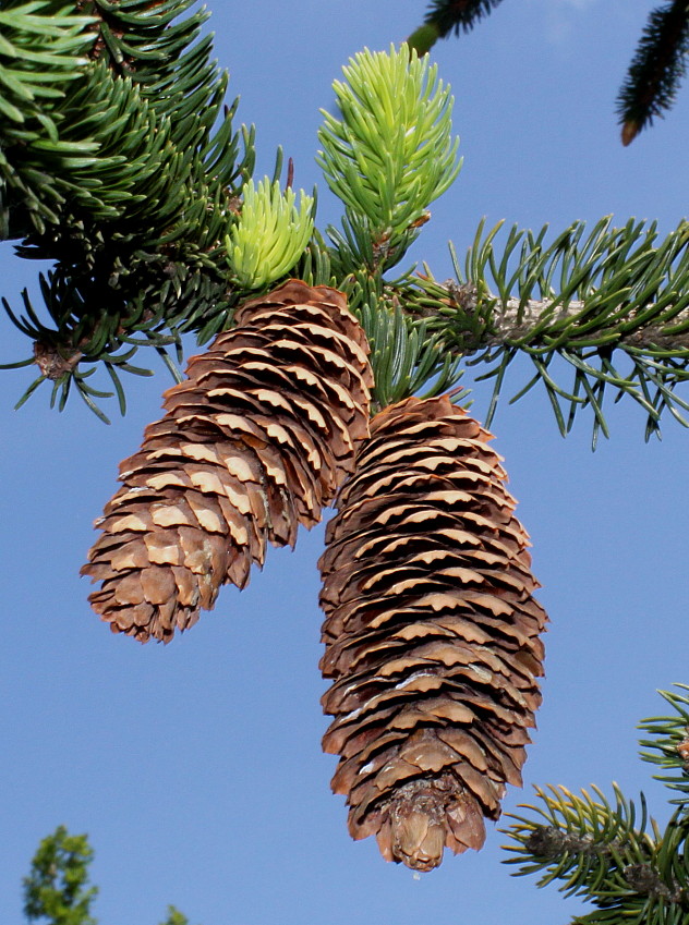 Image of Picea abies specimen.