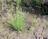 Juncus brachyspathus